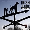 Irish Terrier Weathervane